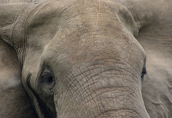 Image showing ElephantÂ´s head detail