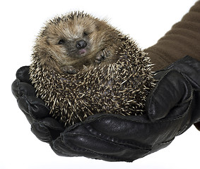 Image showing holding a hedgehog