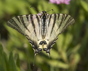 Image showing Scarce Swallowtai