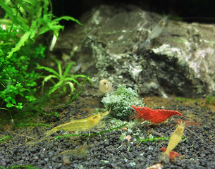 Image showing fresh water shrimps