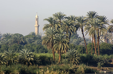 Image showing palm trees and minaret