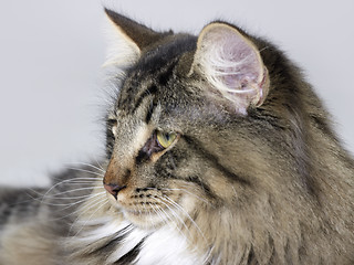 Image showing Norwegian Forest Cat