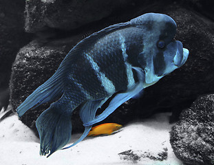 Image showing blue Cichlid and stones