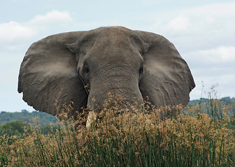 Image showing Elephant in high grassy vegetation