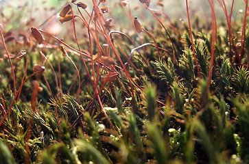 Image showing moss sporangiums macro