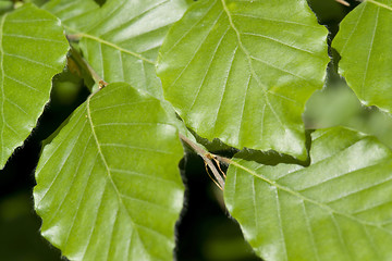 Image showing virgin green leaves