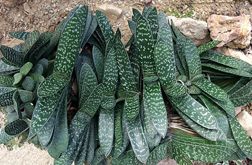 Image showing succulent plant