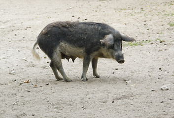 Image showing Mangalitsa pig