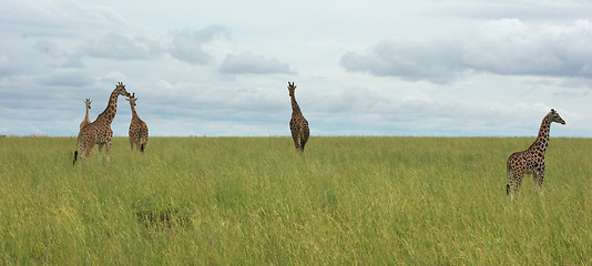 Image showing grassland scenery with Giraffes in Africa