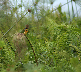 Image showing little Bee-eater in green vegetation