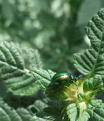 Image showing iridescent flower chafer