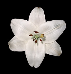 Image showing lily flower