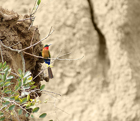 Image showing Bee-eater in Uganda