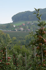 Image showing landscape with apple trees at autumn time