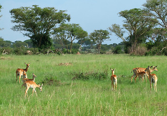 Image showing Uganda Kobs in african Savannah