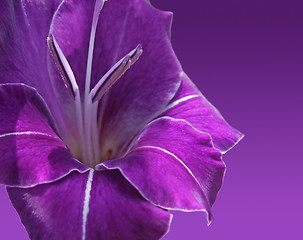Image showing violet gladiolus flower