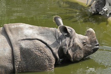 Image showing Rhinoceros