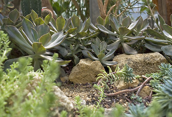 Image showing succulent plants