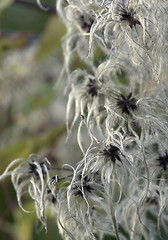 Image showing fluffy seed closeup