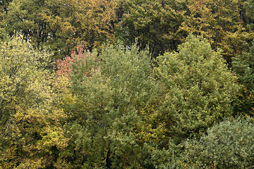 Image showing autumn foliage