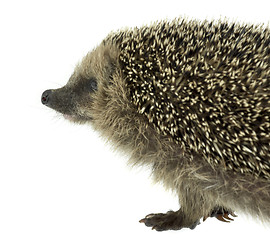 Image showing hedgehog portrait