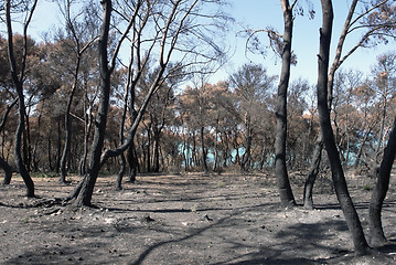 Image showing arid forest detail