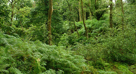 Image showing forest at the West Highland Way