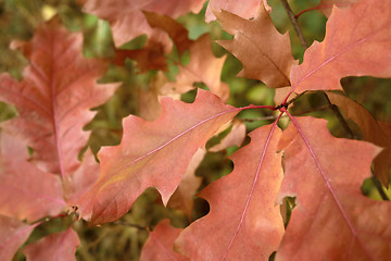 Image showing reddish autumn leaves