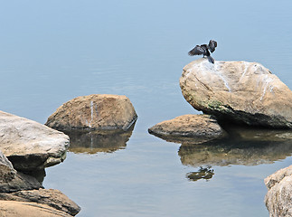 Image showing African Darter on a stone in waterside ambiance