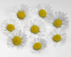 Image showing daisy flower arrangement