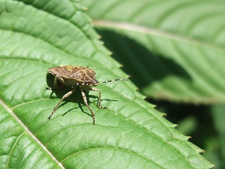 Image showing leaf-footed bug in sunny ambiance