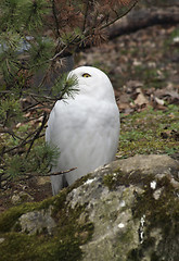 Image showing Snowy Owl partly hidden