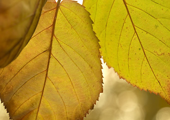 Image showing vibrant colored autumn leaves