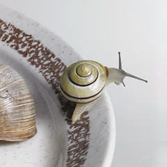 Image showing snails on a ceramic plate