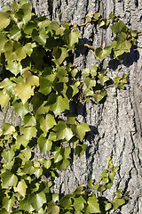 Image showing ivy horizontal