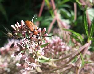 Image showing red beetle