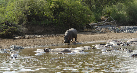 Image showing Hippos at a sandy bank