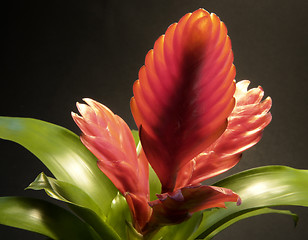 Image showing red bromeliad
