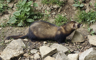 Image showing Ferret on stony ground