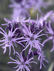 Image showing violet flower closeup