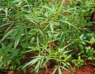 Image showing Cannabis plant in Uganda