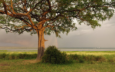 Image showing idyllic scenery around Lake Albert in Uganda