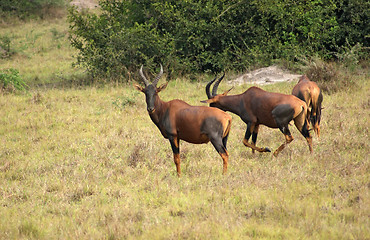 Image showing Common Tsessebe in Uganda