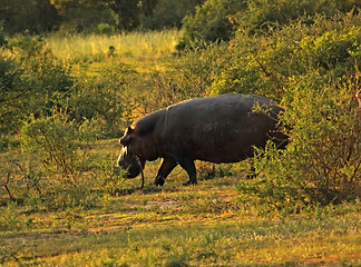 Image showing Hippo at evening time