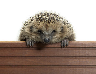 Image showing hedgehog and wooden panel