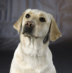 Image showing light dog portrait