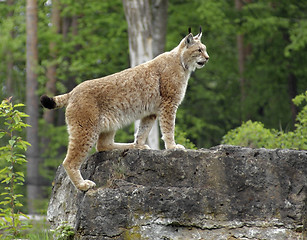 Image showing Eurasian Lynx