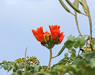 Image showing red flower in Africa