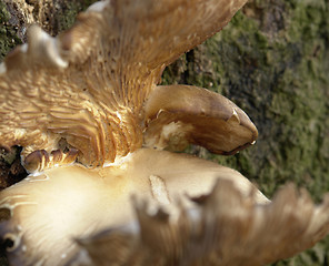 Image showing mushroom on tree closeup