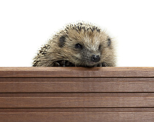 Image showing hedgehog and wooden panel